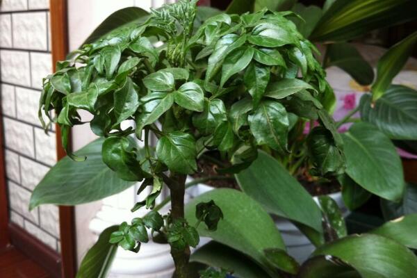 平安樹擺放風(fēng)水，放在客廳或者陽臺比較好