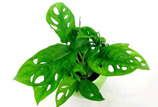 龜背竹有幾個品種，細數(shù)龜背竹六大品種