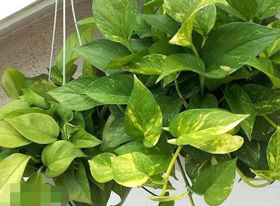 綠蘿葉子枯萎怎么辦，四種原因以及解決辦法