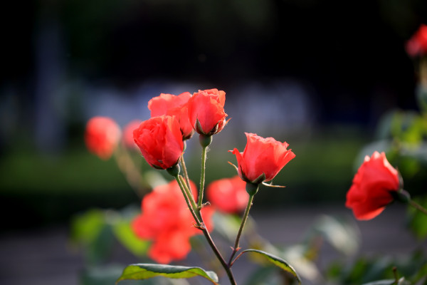 玫瑰怎么種植方法，種粒先催芽后再移栽上盆