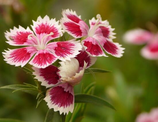 石竹和康乃馨的區(qū)別，三種辨別方法(株高/葉片/花序)