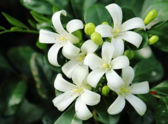 九里香葉子為什么發(fā)黃，九里香葉子發(fā)黃怎么辦