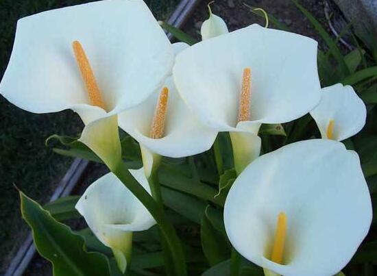 馬蹄蓮怎么施肥，馬蹄蓮的施肥方法