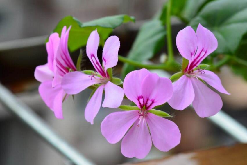 天竺葵插扦方法，杵插的時(shí)間要選對(duì)