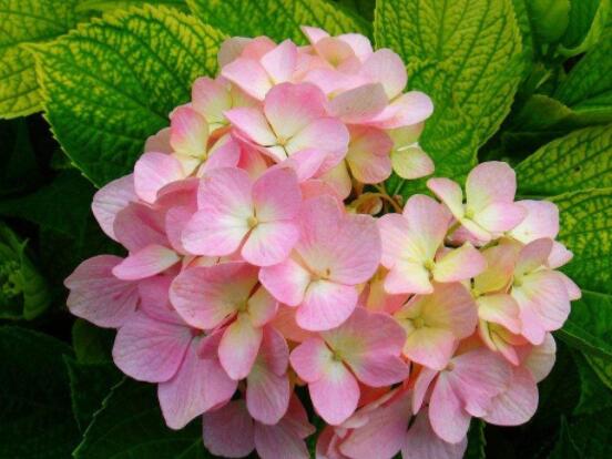 繡球花怎么過冬，教你四點養(yǎng)殖技巧便安然過冬