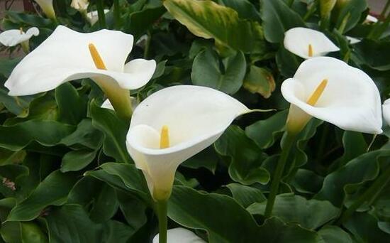 馬蹄蓮怎么施肥，馬蹄蓮的施肥方法