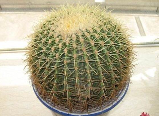 仙人球用什么土養(yǎng)好，兩份壤土兩份腐葉土三份粗沙進行配置