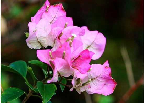 三角梅是哪個市的市花，三角梅花語是什么