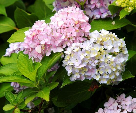 剪下的繡球花怎么養(yǎng)，教你五個要點(diǎn)生長枝繁葉茂