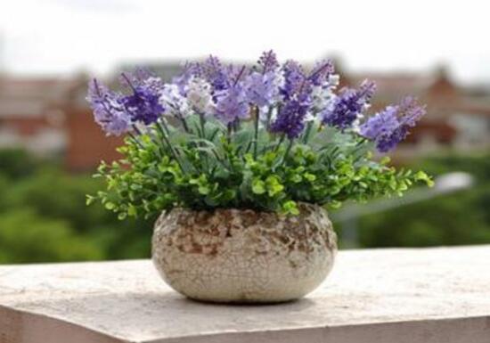 薰衣草怎么澆水，薰衣草多久澆一次水/三天澆一次