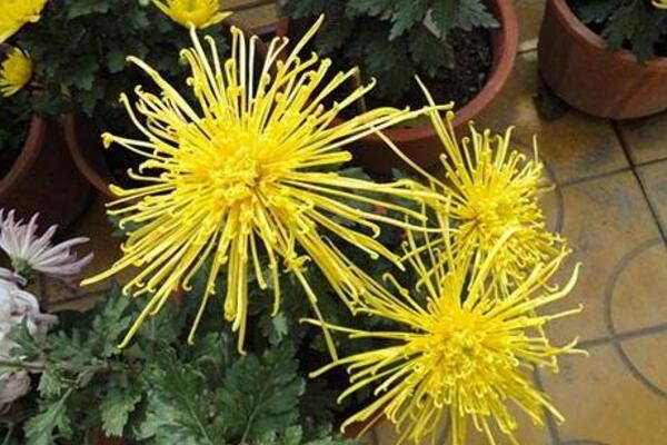 菊花花期需要施肥嗎，適當(dāng)施撒磷鉀肥