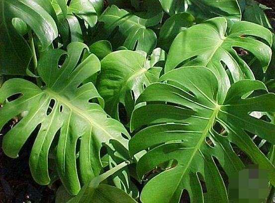 龜背竹的養(yǎng)殖方法和注意事項，老農(nóng)教你八大簡單易學養(yǎng)殖方法