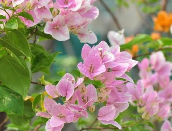 三角梅品種,細(xì)數(shù)三角梅最好看的八大品種