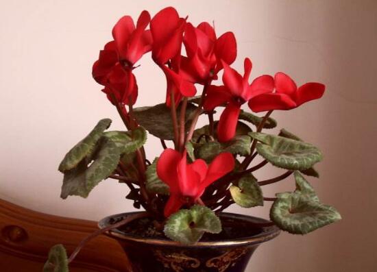 仙客來為什么不開花，仙客來不開花怎么辦