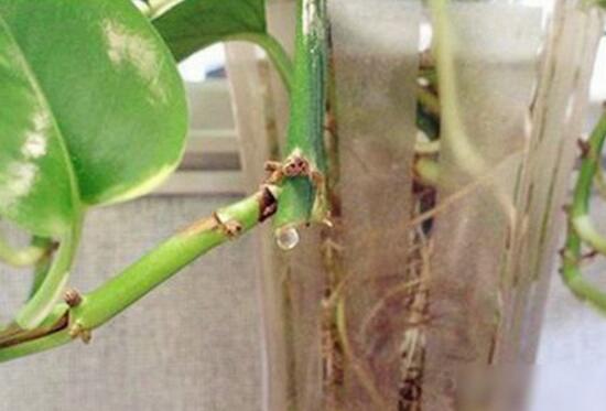 水培綠蘿可以養(yǎng)魚嗎，綠蘿怎么水培方法圖解