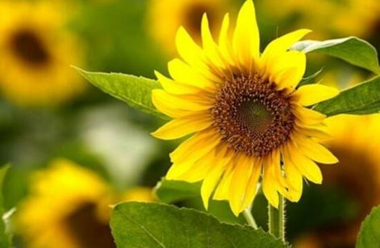 向日葵有毒嗎，向日葵能放在室內(nèi)嗎/無毒可以放