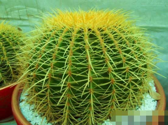 仙人球怎么施肥才正確，老農(nóng)總結(jié)一年四季施肥方法