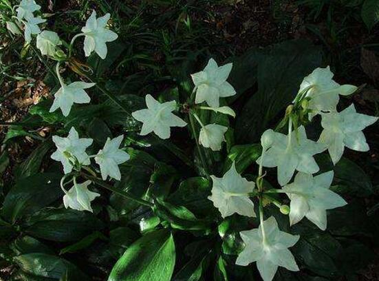 南美水仙的養(yǎng)殖方法，七大步驟幫你養(yǎng)的青翠欲滴