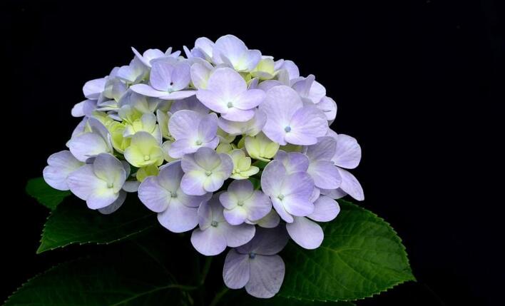 繡球花的花期是什么時候，這些方法能讓花期更長（花期6-8月）