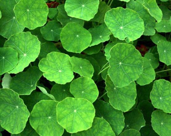 銅錢草焉了怎么回事，多半是澆水和光照不當(dāng)導(dǎo)致