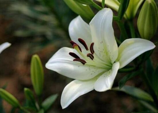 百合花葉子發(fā)黃怎么辦，教你五種方法讓它恢復生機