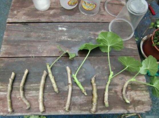 天竺葵幾月可以扦插，一年四季均可扦插(土插與水插)