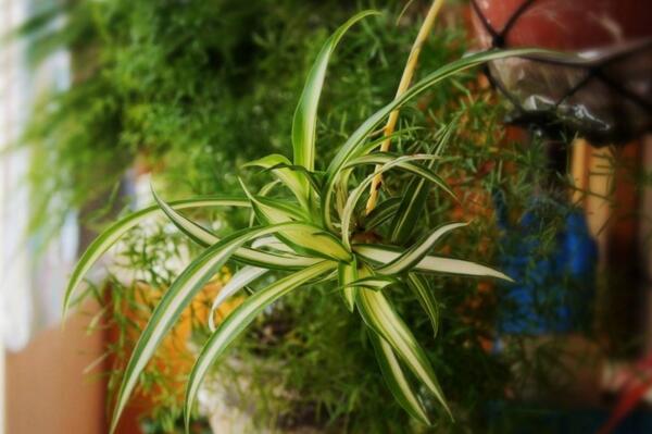 吊蘭有哪些品種，觀賞價值最高的吊蘭是紫吊蘭