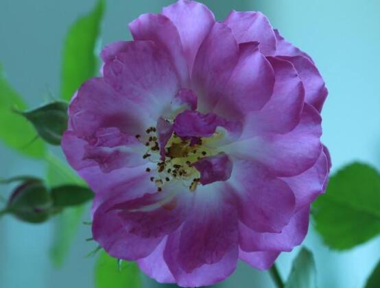 薔薇花怎么澆水，薔薇花澆水方法