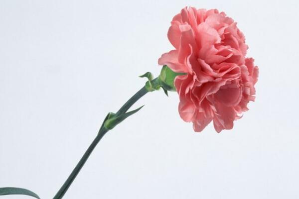 康乃馨插花瓶怎么養(yǎng)，四個(gè)步驟教你長(zhǎng)時(shí)間保存康乃馨