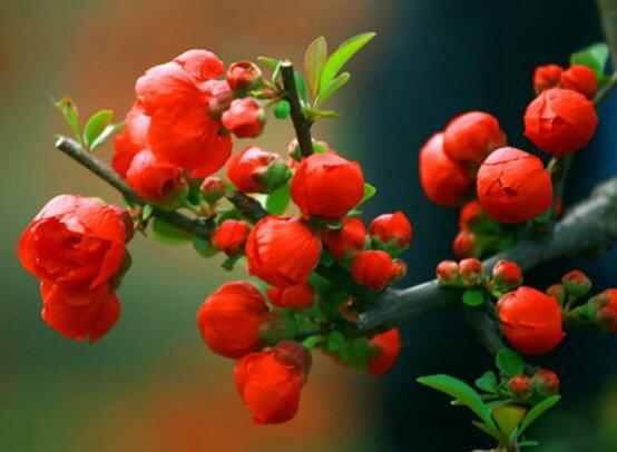 海棠花的象征意義，青年男女之間的苦戀之情(異地戀)