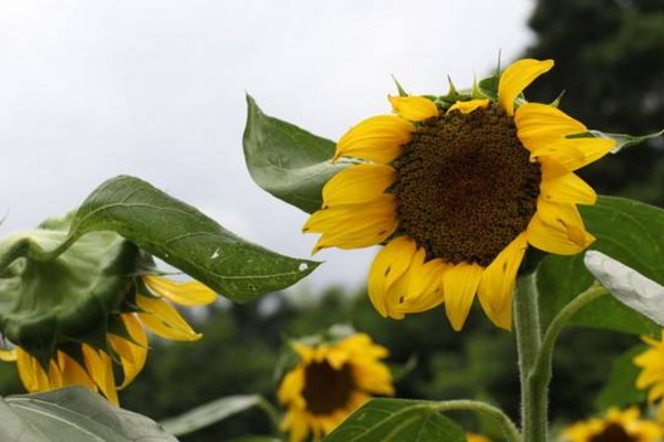 向日葵傳播種子的方法，主要為自然傳播以及外力傳播