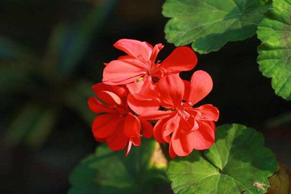 天竺葵的養(yǎng)殖方法