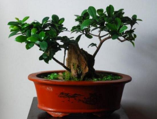 榕樹可以水培嗎，榕樹水培方法