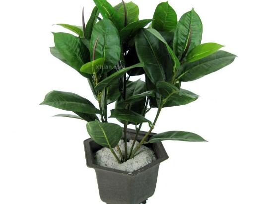 橡皮樹好養(yǎng)嗎，橡皮樹的養(yǎng)殖方法和注意事項(xiàng)