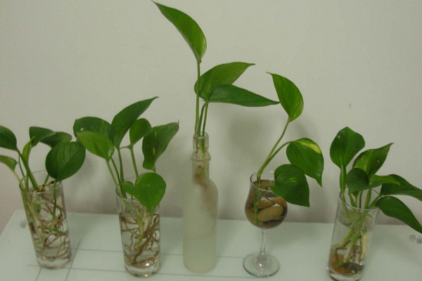綠蘿水培方法，要選擇帶有氣根的莖枝