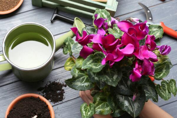 仙客來葉子掉光了怎么辦，導(dǎo)致植株掉葉子的5種原因