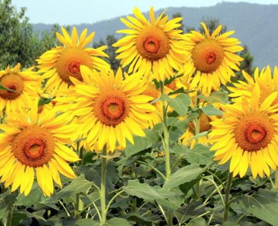 向日葵在風水中怎么說，財源滾滾、化解煞氣