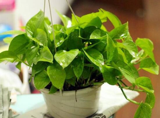 茶葉水可以澆綠蘿嗎，綠蘿澆什么水長得快