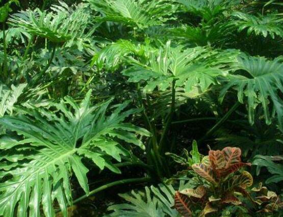 龜背竹有幾個品種，細數(shù)龜背竹六大品種