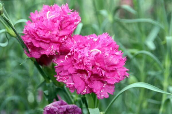 康乃馨花期怎么養(yǎng)，花期養(yǎng)護(hù)的5大要點(diǎn)