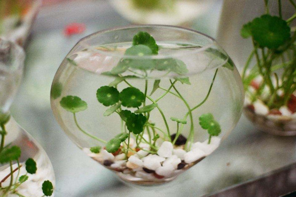 水培銅錢草的養(yǎng)殖方法和注意事項(xiàng)，確保水質(zhì)干凈清潔