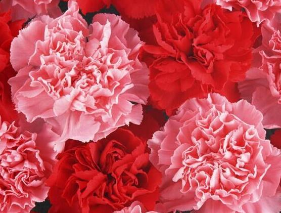 康乃馨怎么修剪，康乃馨修剪方法