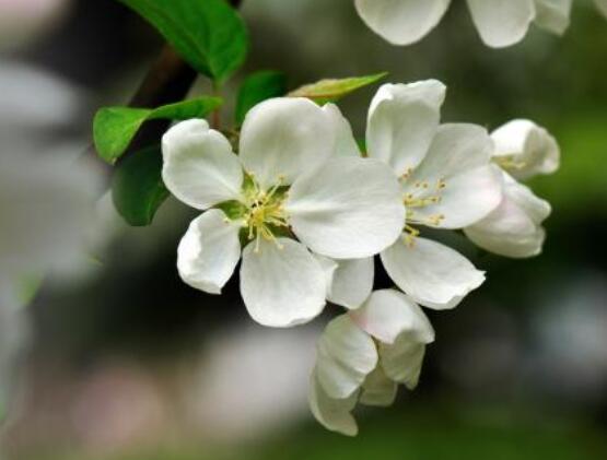海棠花的象征意義，青年男女之間的苦戀之情(異地戀)