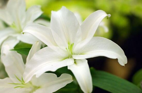 百合花的藥用價(jià)值，百合花的功效與作用