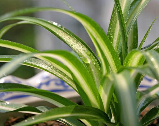 金心吊蘭的養(yǎng)殖方法及注意事項(xiàng)，9種方法幫你把金心吊蘭養(yǎng)爆盆