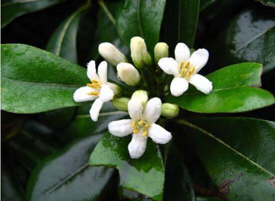 平安樹開花嗎，平安樹養(yǎng)多久可以開花