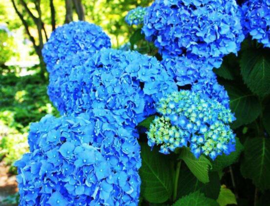 繡球花盆栽養(yǎng)殖方法全解，老農(nóng)教你八大養(yǎng)殖基本方法