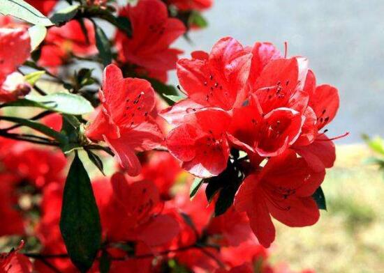 杜鵑花有哪些常見品種，杜鵑花品種圖片大全