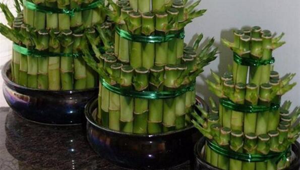 富貴竹多久換一次水，在不同時(shí)期換水頻率不同