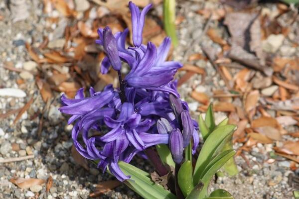 風(fēng)信子花葉病癥狀及防治，只能預(yù)防